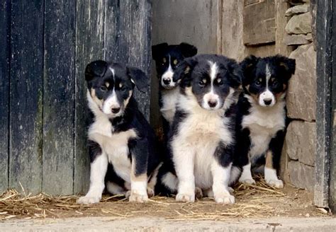 A tricolor border collie has a coat of white, tan and any other color. . Trained border collie sheep dogs for sale